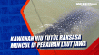 Kawanan Hiu Tutul Raksasa...