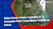 Hujan Deras, Pohon Tumbang...