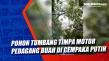 Pohon Tumbang Timpa...