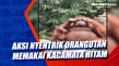 Aksi Nyentrik Orangutan...