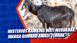 Misterius Kambing Mati...