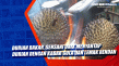 Durian Bakar, Sensani...