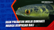 Ikan Predator Mulai...
