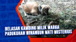 Belasan Kambing Milik...