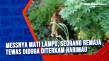 Messnya Mati Lampu,...