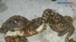 Penjual Kulit Harimau...