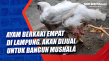 Ayam Berkaki Empat di...