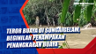 Teror Buaya di Sungaigelam,...