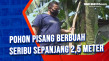 Pohon Pisang Berbuah...