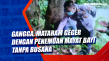 Gangga, Mataram Geger...