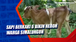 Sapi Berkaki 6 Bikin...