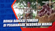 Bunga Bangkai Tumbuh...
