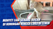 Monyet Liar Serang Bocah...