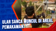 Ular Sanca Muncul di...
