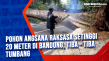 Pohon Angsana Raksasa...