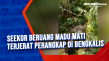 Seekor Beruang Madu...