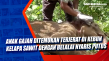 Anak Gajah Ditemukan...