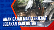 Anak Gajah Mati Terjerat...