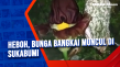 Heboh, Bunga Bangkai...