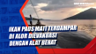Ikan Paus Mati Terdampar...