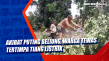 Akibat Puting Beliung,...
