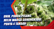 Unik, Pohon Pisang Milik...
