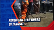 Penemuan Ular Kobra...