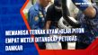 Memangsa Ternak Ayam,...