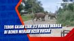Teror Gajah Liar, 23...