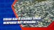 Ribuan Ikan di Keramba...