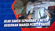 Ular Sanca Sepanjang...