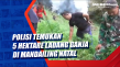 Polisi Temukan 5 Hektare...