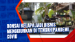 Bonsai Kelapa jadi Bisnis...