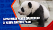 Bayi Kembar Panda Dipamerkan...