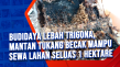 Budidaya Lebah Trigona,...