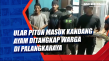 Ular Piton Masuk Kandang...