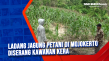 Ladang Jagung Petani...