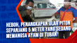 Heboh, Penangkapan Ular...