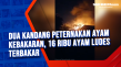 Dua Kandang Peternakan...