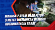 Mangsa 2 Ayam, Ular...
