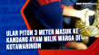 Ular Piton 3 meter masuk...