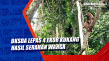 BKSDA Lepas 4 Ekor Kukang...