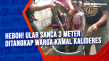 Heboh! Ular Sanca 3...