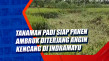 Tanaman Padi Siap Panen...