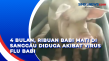 4 Bulan, Ribuan Babi...