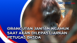 Orangutan Jantan Ngamuk...