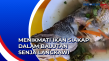 Menikmati Ikan Siakap...