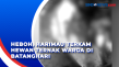 Heboh, Harimau Terkam...