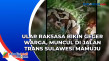 Ular Raksasa Bikin Geger...