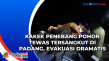 Kakek Penebang Pohon...